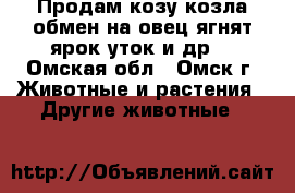 Продам козу козла обмен на овец ягнят ярок уток и др  - Омская обл., Омск г. Животные и растения » Другие животные   